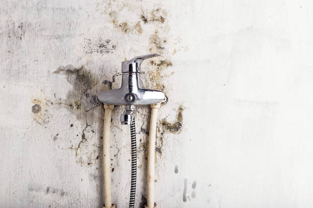 Best Basement Mold Remediation in Katonah, NY
