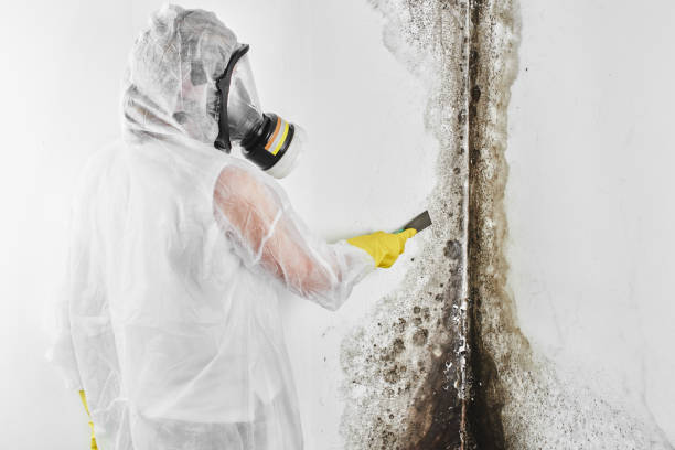 Best Attic Mold Remediation in Katonah, NY