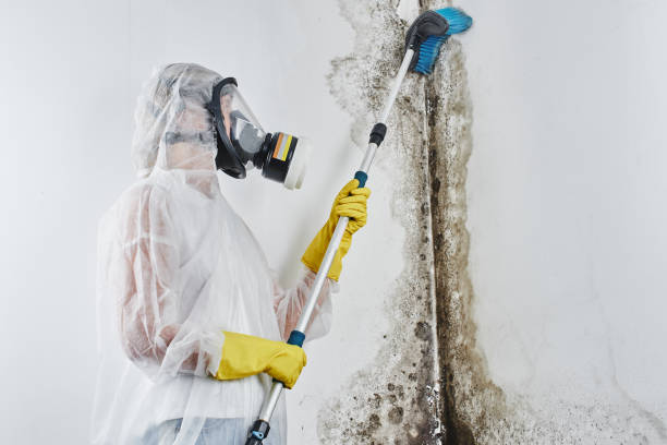 Best DIY Mold Remediation Support Services in Katonah, NY