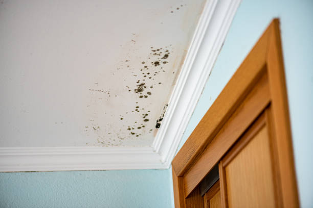 Best White Mold Remediation in Katonah, NY