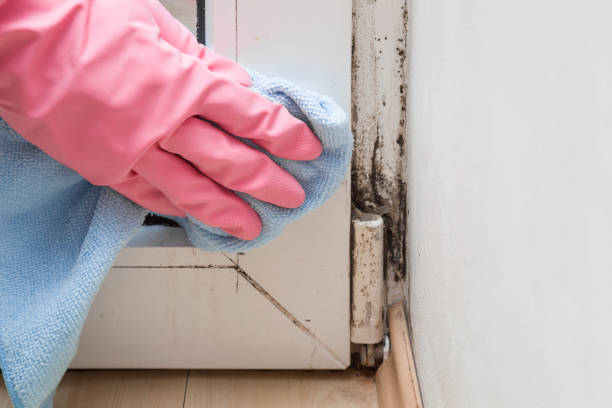 Best Mold Testing and Inspection Services in Katonah, NY